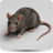 Rato