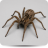 Aranha