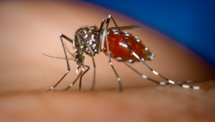Prevenção contra a Dengue